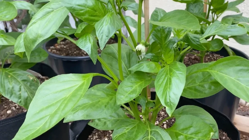 plants that survive strong afternoon heat - bell pepper