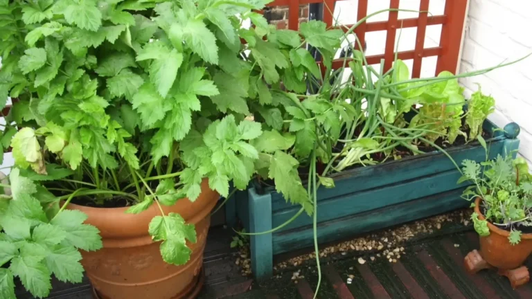protecting balcony pots from strong winds - put them together
