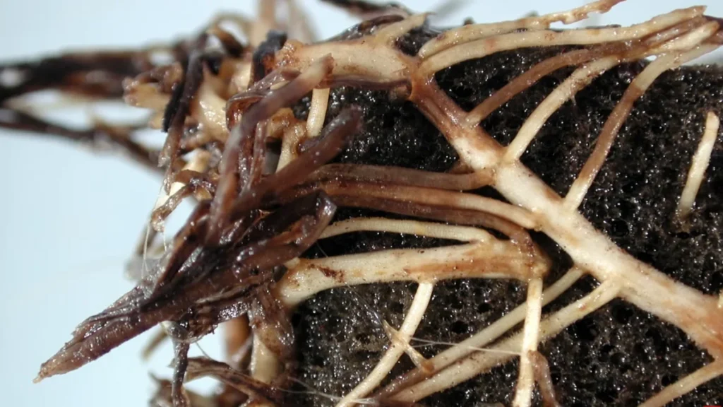 root rot in small balcony pots