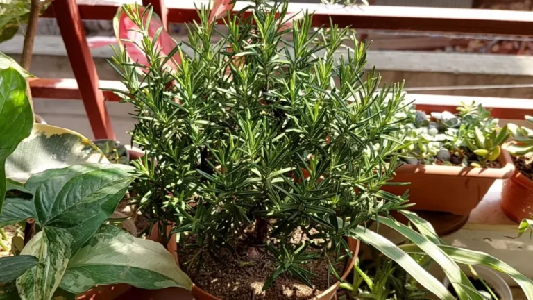 rosemary care for hot west-facing balconies - featured