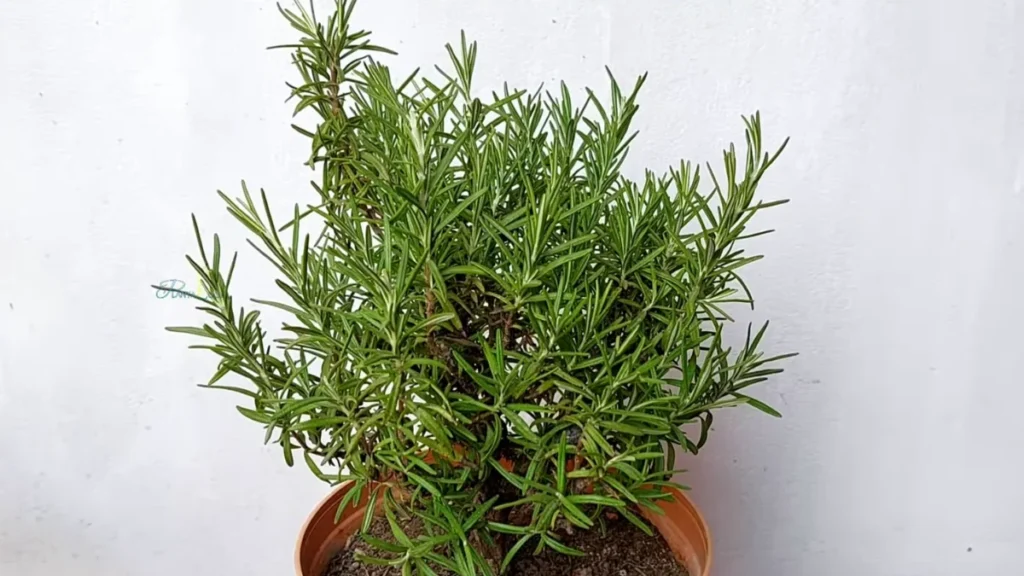 rosemary care for hot west-facing balconies - pots