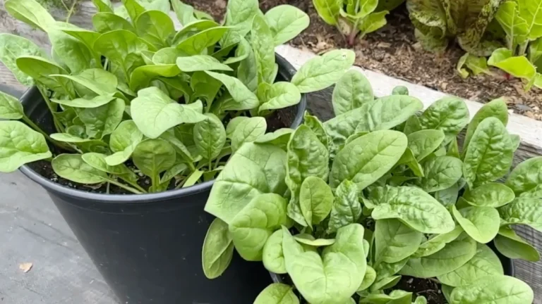 spinach for low light balconies - featured