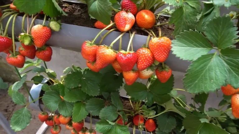 strawberries in narrow balcony planters