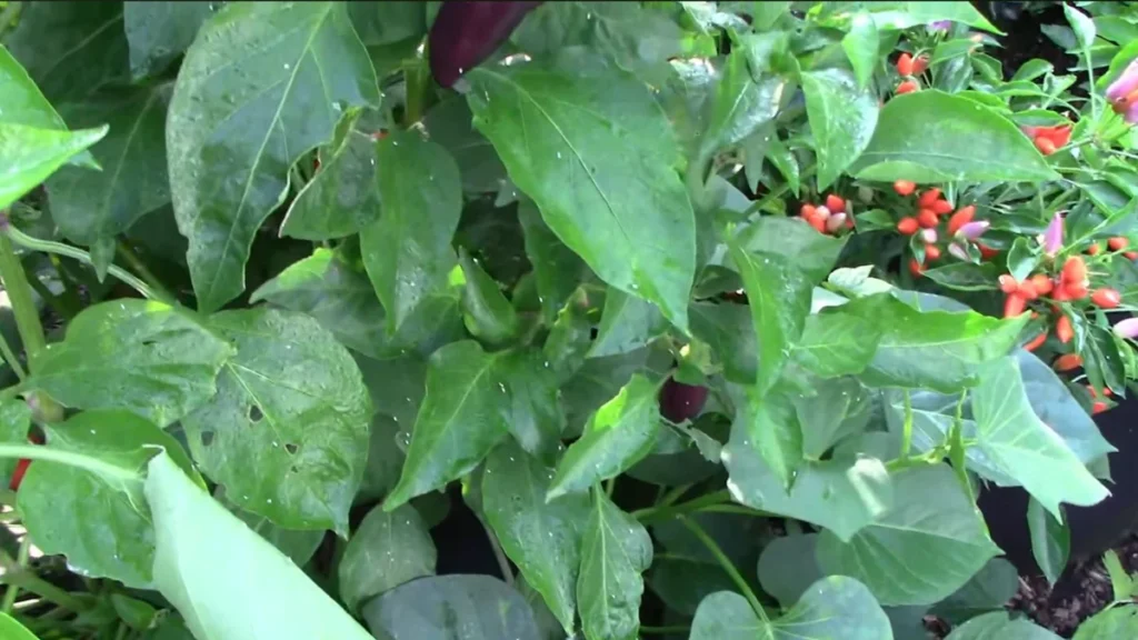 white bugs on balcony chili plants