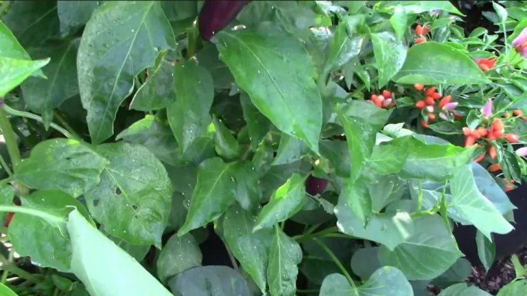 white bugs on balcony chili plants