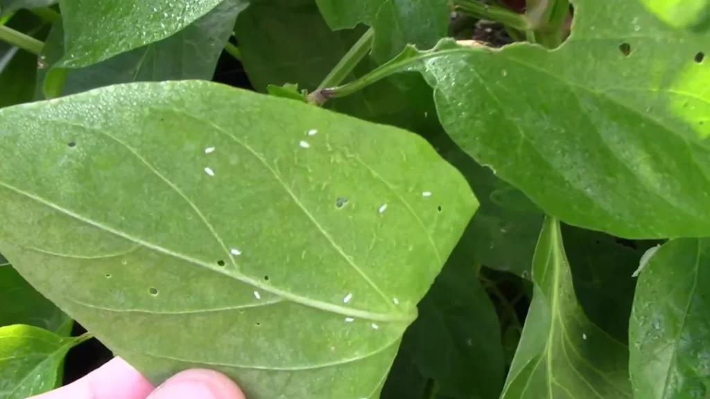 white bugs on balcony chili plants