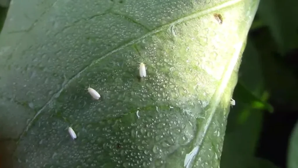 white bugs on balcony chili plants - close-up