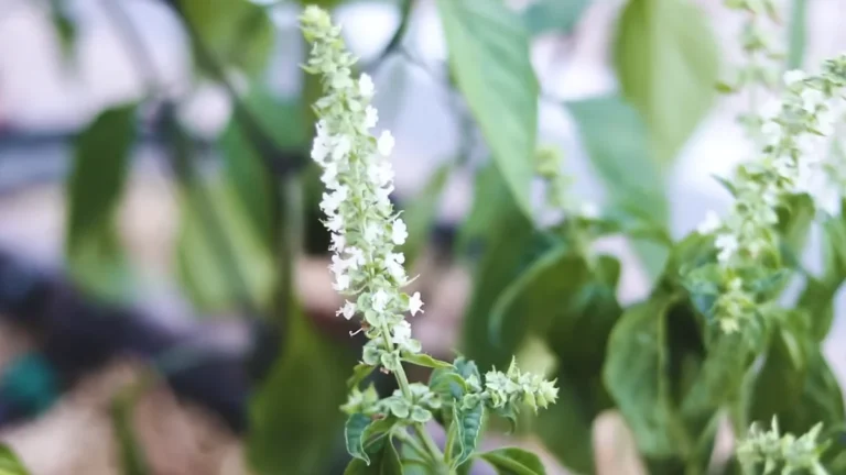 why basil dies on windy balconies