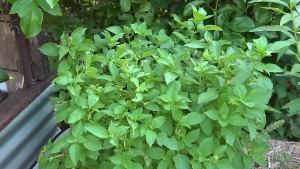 why basil dies on windy balconies - healty basil