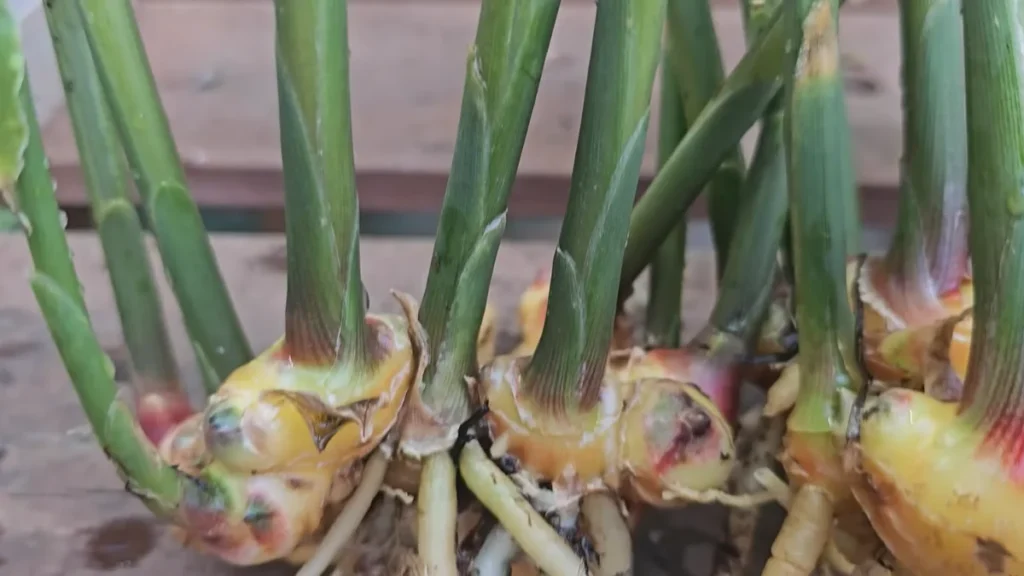 Can I grow ginger in a balcony container - feature