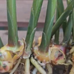 Can I grow ginger in a balcony container - feature