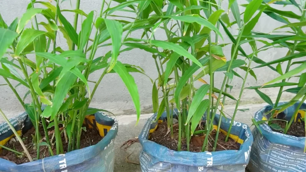 Can I grow ginger in a balcony container - in used bags