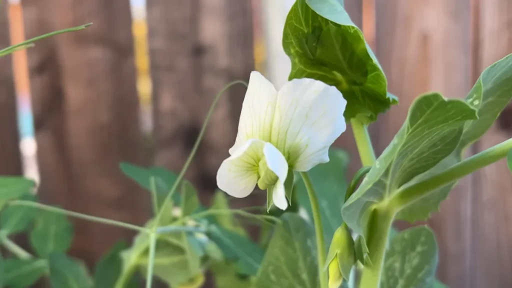 How deep do pots need to be for peas - feature