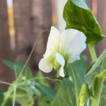How deep do pots need to be for peas - feature
