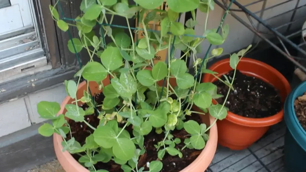 How deep do pots need to be for peas - pots