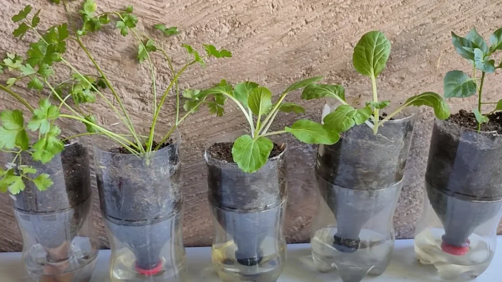 How to do a garden on a budget for beginners - coke bottles