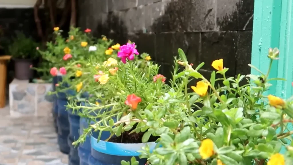 How to do a garden on a budget for beginners - dispensor bottles