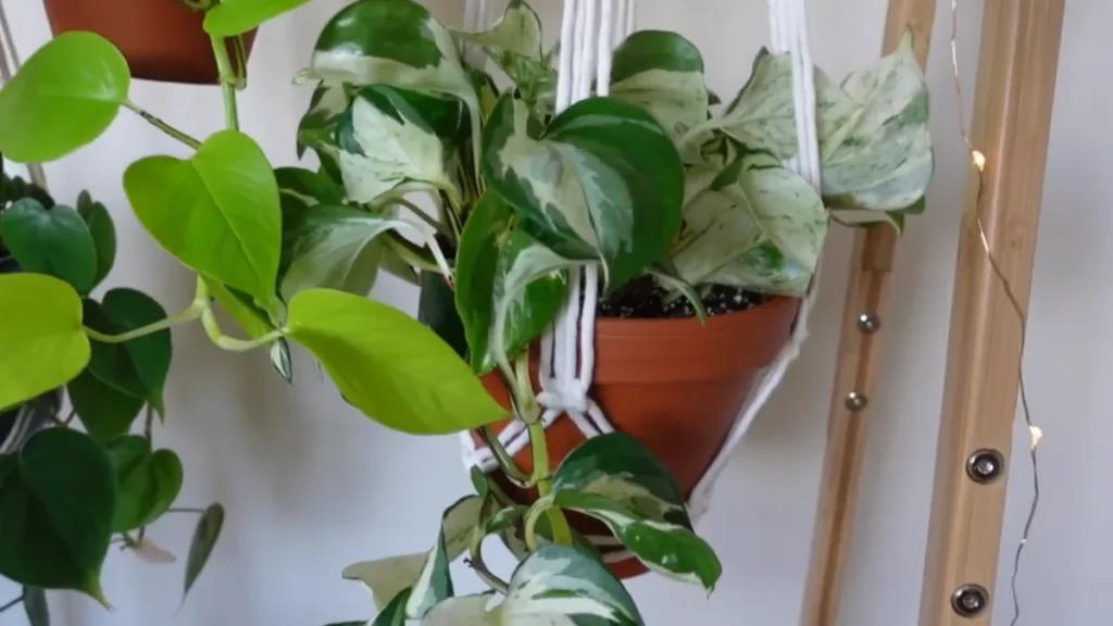 How to hang planters on balcony - feature