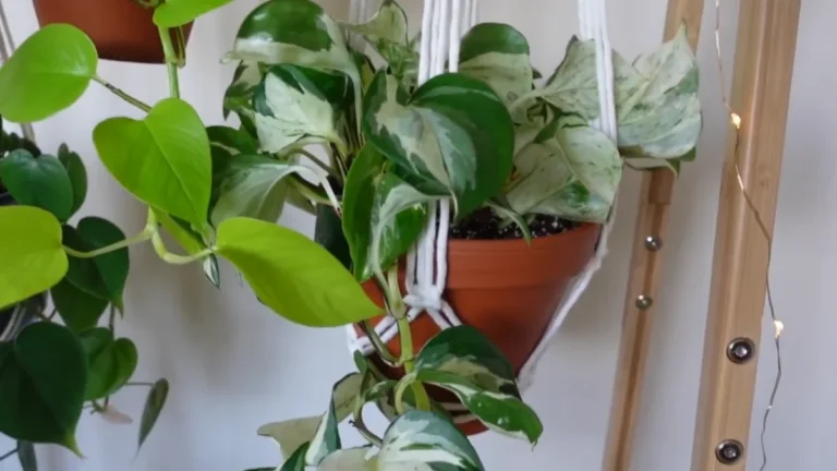 How to hang planters on balcony - feature