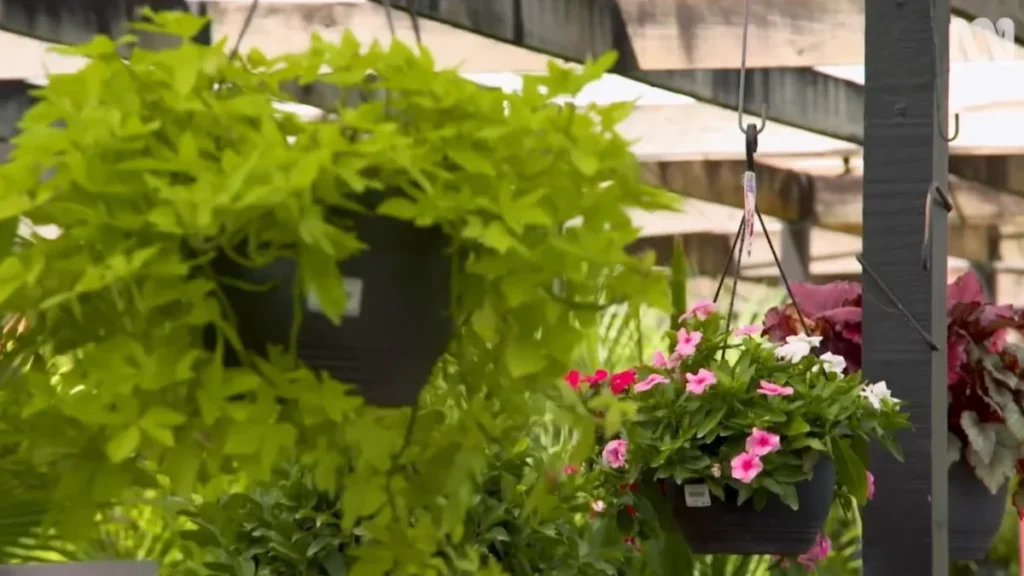 How to hang planters on balcony - flowers