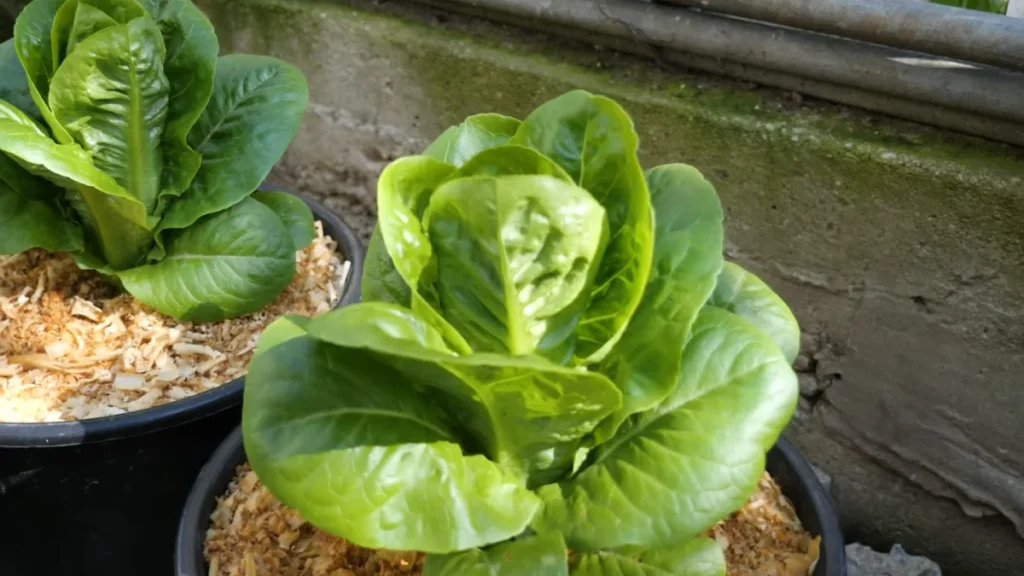 What are the easiest plants for beginners - lettuce