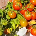 What are the easiest plants for beginners - tomatoes