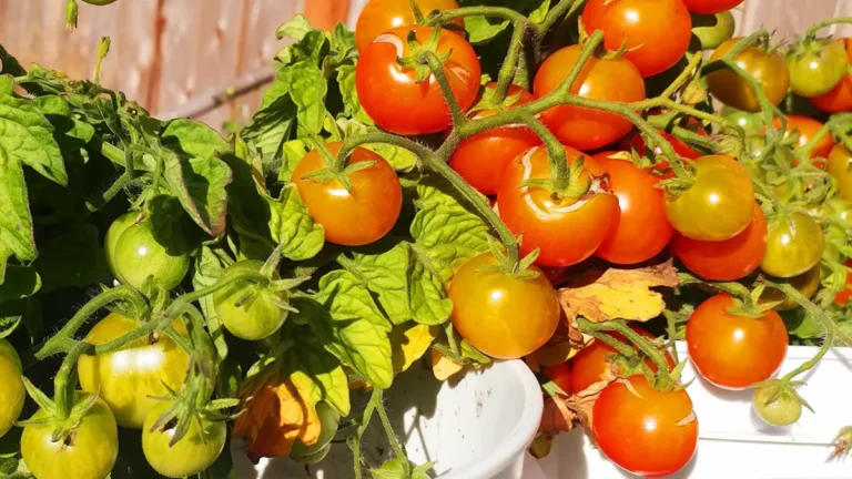 What are the easiest plants for beginners - tomatoes