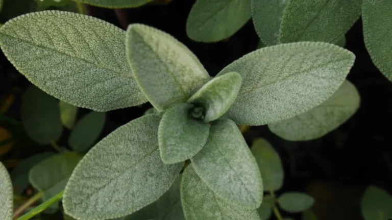 What herbs can be left outside in winter - feature