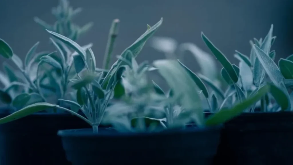 What herbs can be left outside in winter - sage during winter