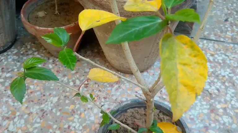 Why are my plants losing their color - hibiscus