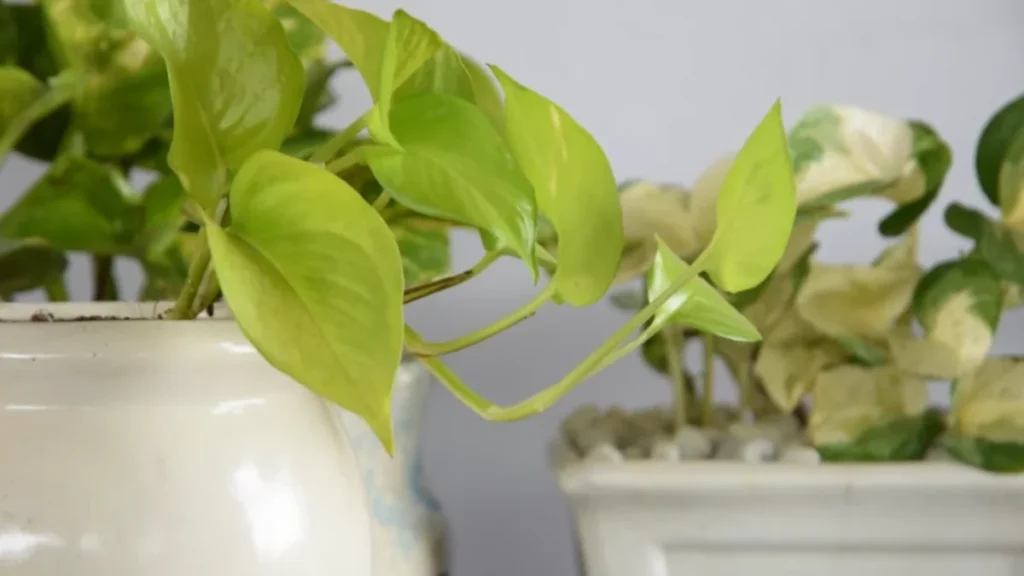 Why are my plants losing their color - pothos indoors