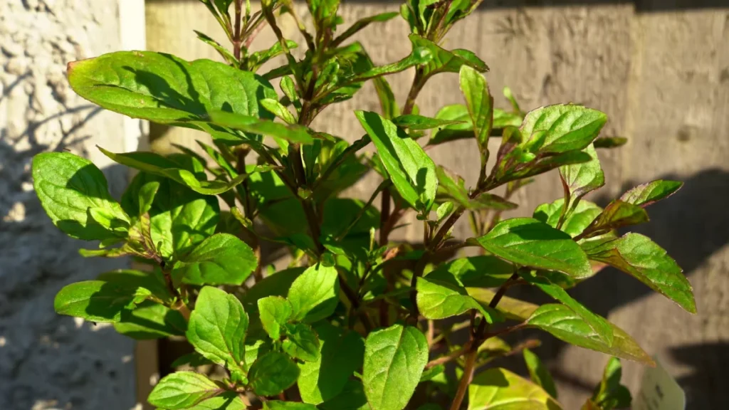 Why do mint leaves turn black - feature