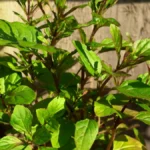 Why do mint leaves turn black - feature