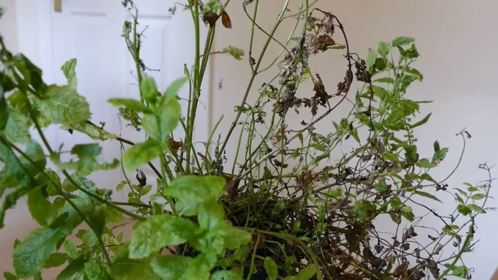 Why do mint leaves turn black - how to fix