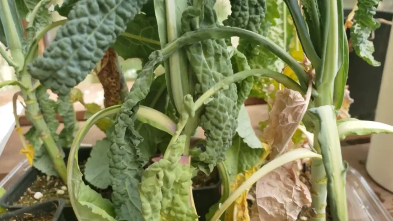 balcony plants drooping after watering - featured
