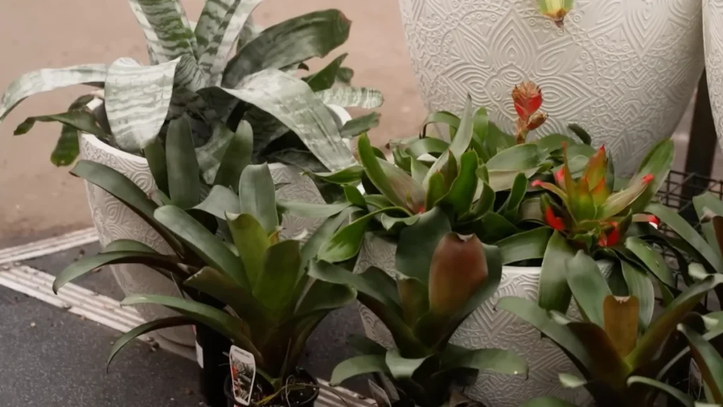 balcony pot spacing for airflow - featured