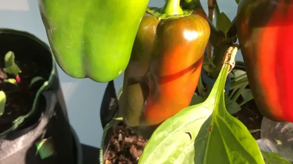 best edible plants for tiny balconies - feature