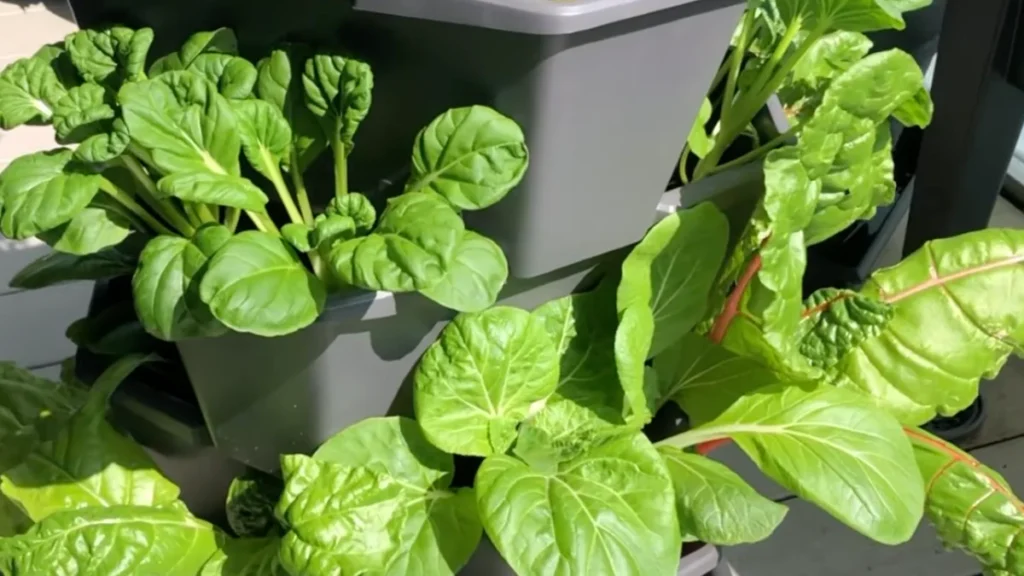 Leafy greens adapt well to small balcony containers.