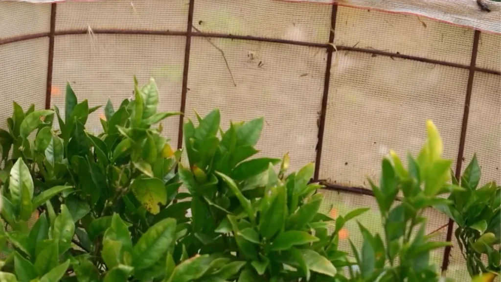 cheap shade solutions for balcony plants - featured