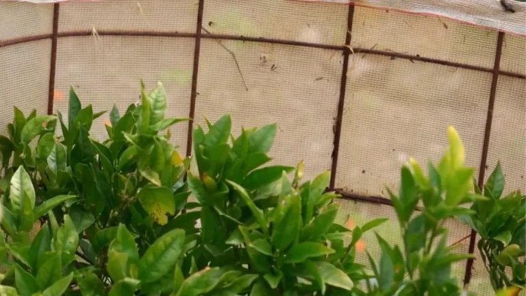 cheap shade solutions for balcony plants - featured