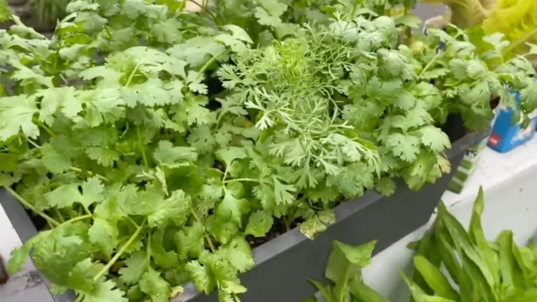 coriander growing tips for humid balconies - featured
