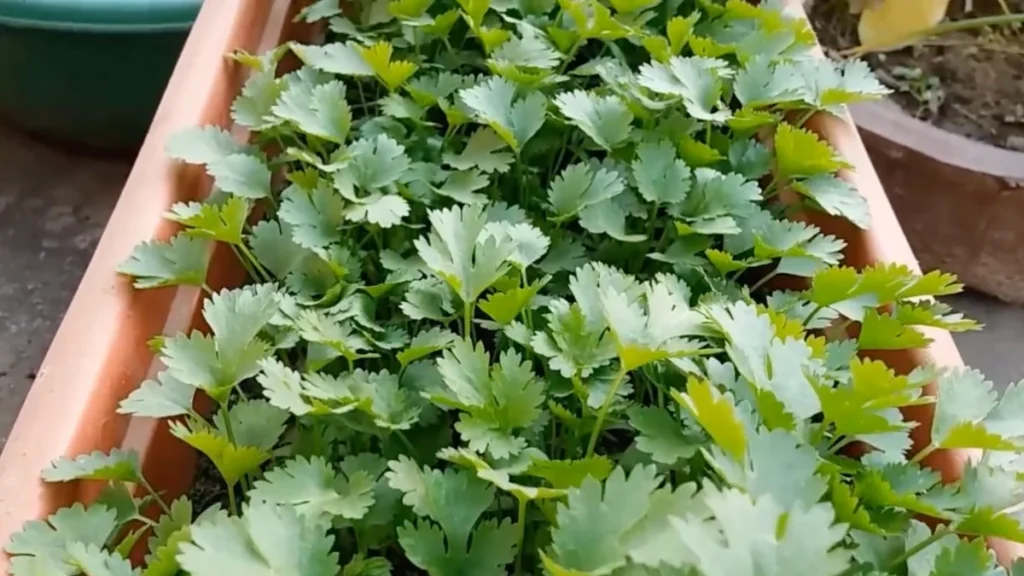 coriander growing tips for humid balconies - in pots