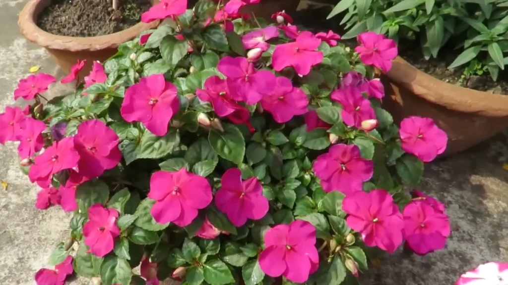 flowers that grow on north-facing balconies - impatiens