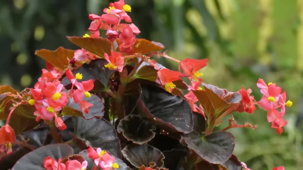 flowers that grow on north-facing balconies - wax begonia