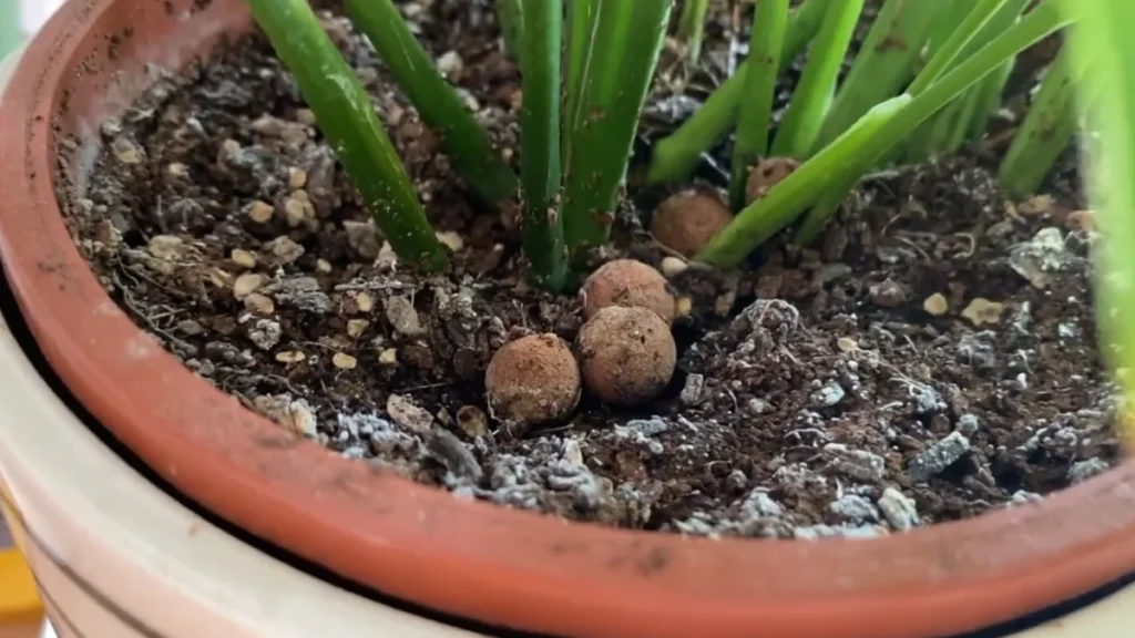 how to get rid of mold on plant pots - feature