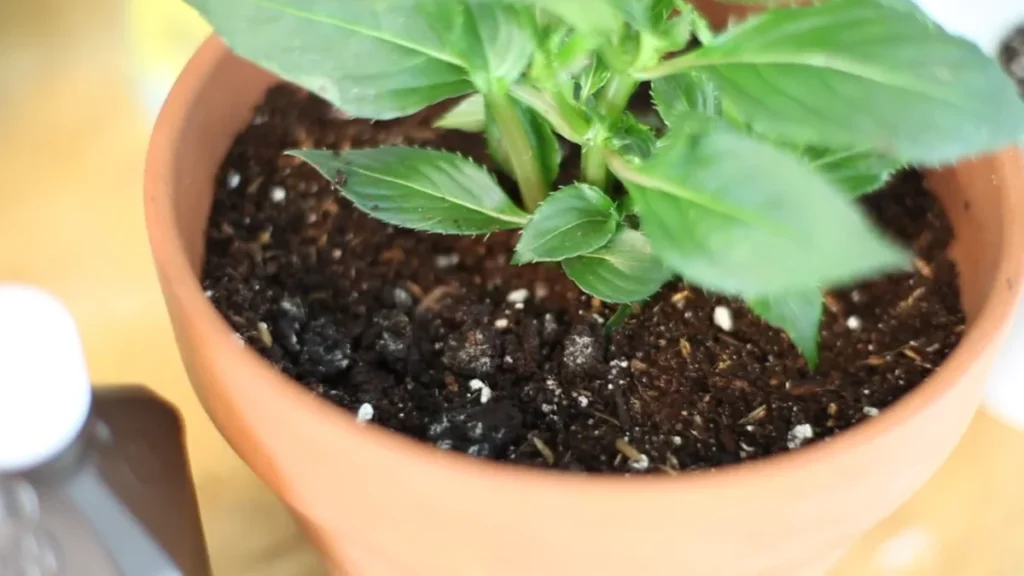 how to get rid of mold on plant pots - mold