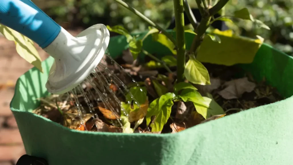 how to organize plants in a small balcony - easy access