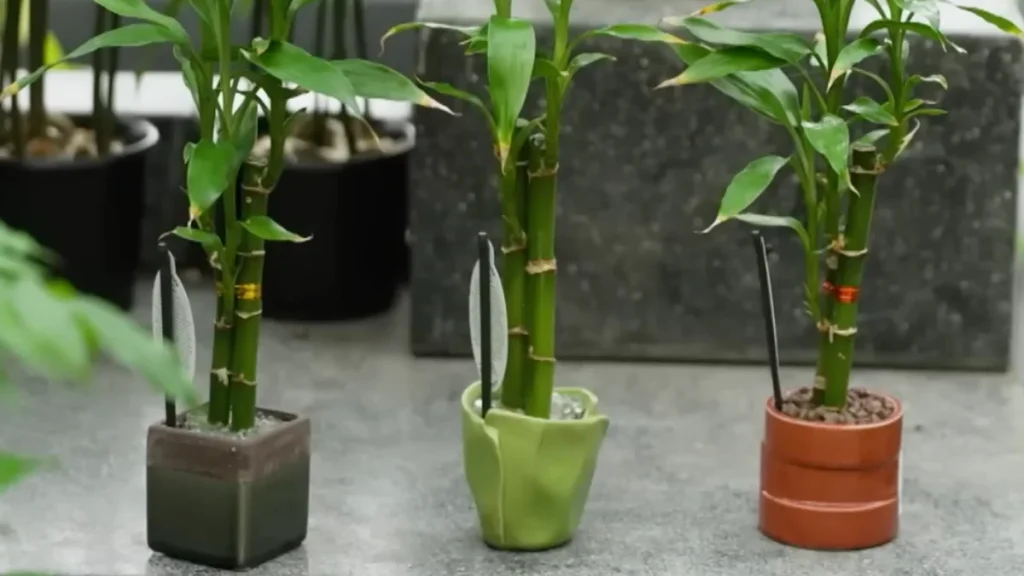 how to organize plants in a small balcony - spacing