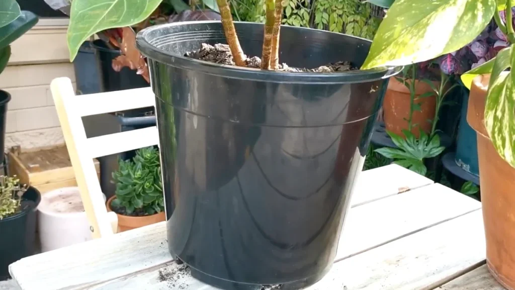 overheating balcony pots in summer - black pots
