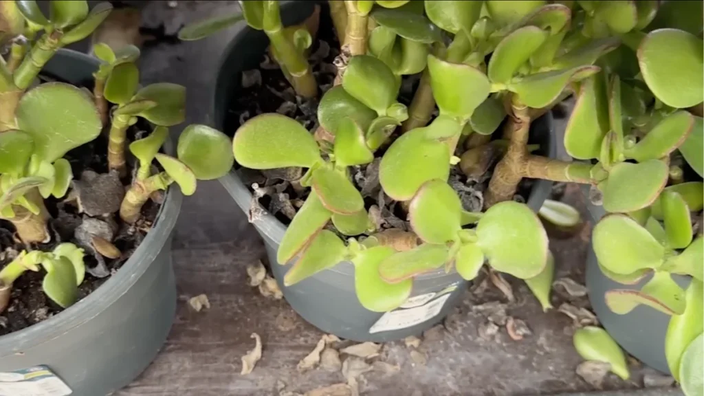 plants for salty coastal balconies - failing